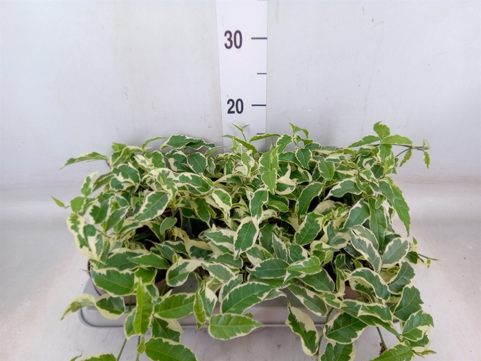 <h4>Ficus sagittata</h4>