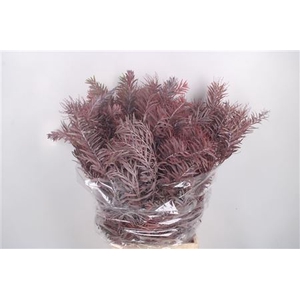 Acacia Luna D Argento Red Per Bunch