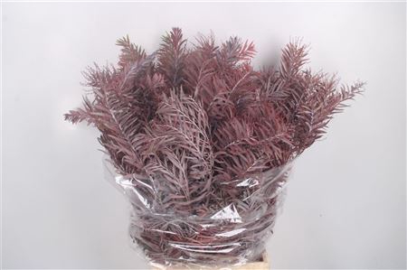 <h4>Acacia Luna D Argento Red Per Bunch</h4>