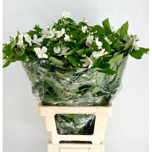 Philadelphus Virginal White