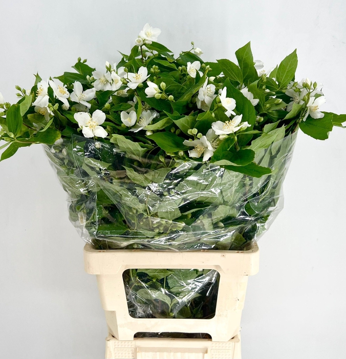 <h4>Philadelphus Virginal White</h4>