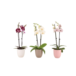 Hugo Hotel Mix Phal Mix 2T14+