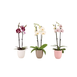 Hugo Hotel Mix Phal Mix 2T14+