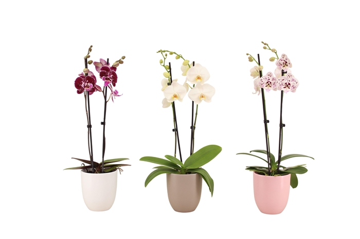 <h4>Hugo Hotel Mix Phal Mix 2T14+</h4>