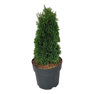 Thuja occ. 'Maks'