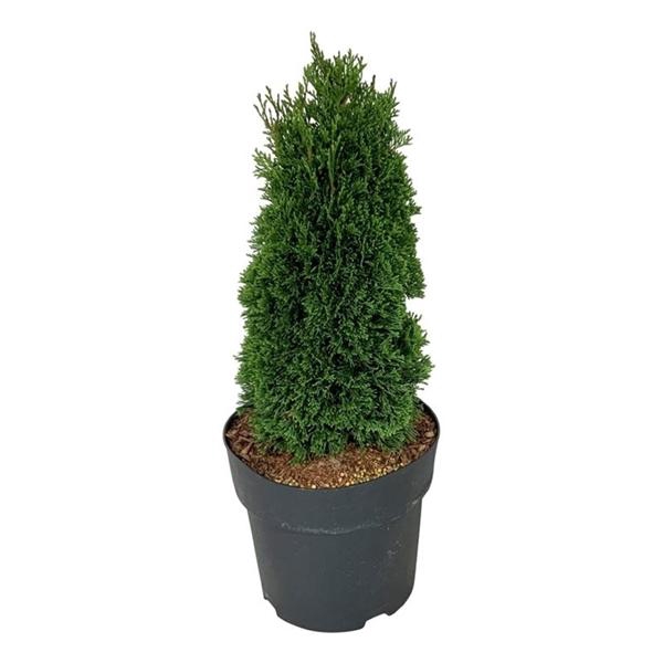 <h4>Thuja occ. 'Maks'</h4>