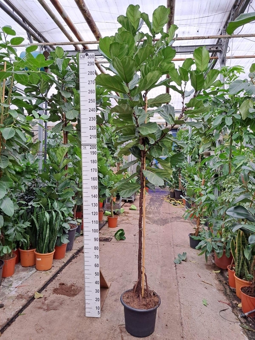 <h4>Ficus Lyrata stam 300</h4>