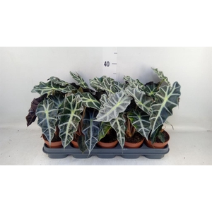 Alocasia amazonica 'Polly'