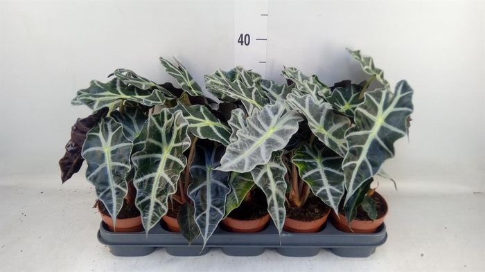 <h4>Alocasia amazonica 'Polly'</h4>
