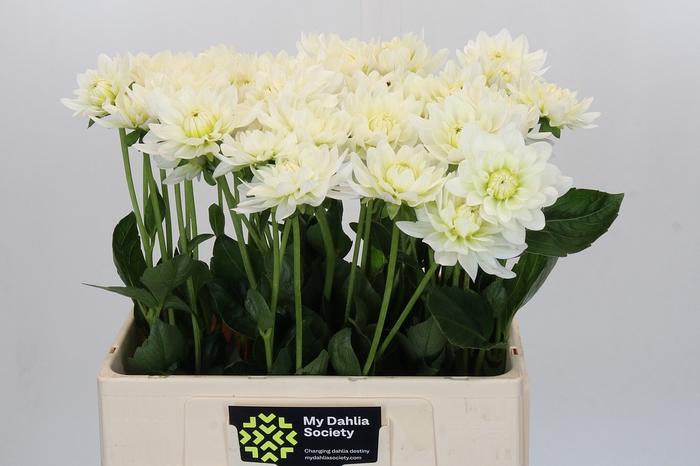 <h4>Dahlia Karma M. Zwaan</h4>
