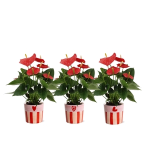 Anthurium Esudo in Romee ceramics