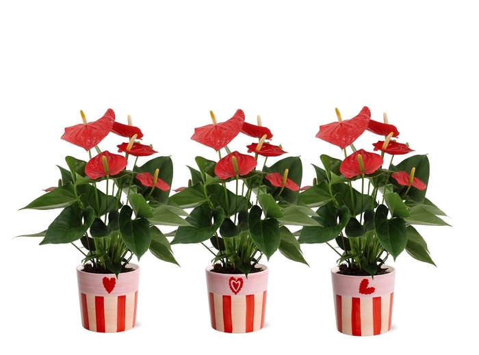 <h4>Anthurium Esudo in Romee ceramics</h4>