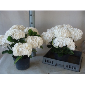 Hydrangea mac.   ...