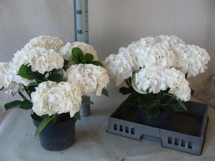 <h4>Hydrangea mac.   ...</h4>