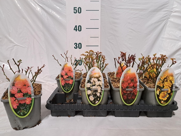 <h4>ROSA SPEL CRYSTAL F</h4>