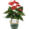 Anthurium Esudo in PURE Valerie basket