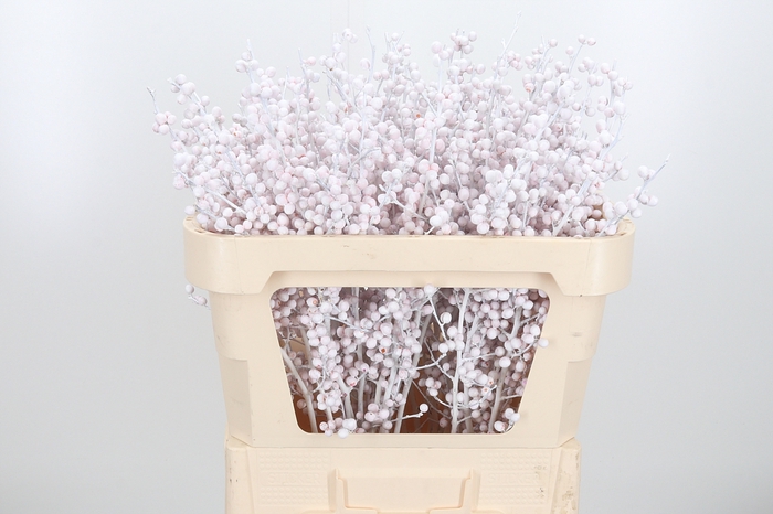 <h4>Ilex Kl Bh Wit</h4>