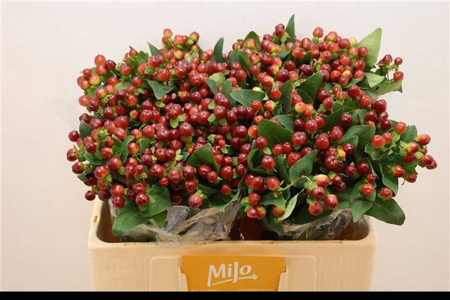 <h4>HYP MAG CHERRY</h4>