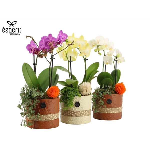 <h4>41561: Treasure time arrangement</h4>