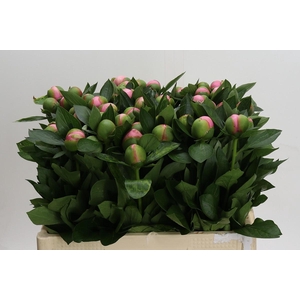 Paeonia (Herb. Hybrid Grp) 'Etched Salmon'