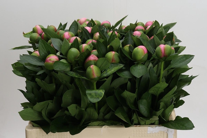 <h4>Paeonia (Herb. Hybrid Grp) 'Etched Salmon'</h4>