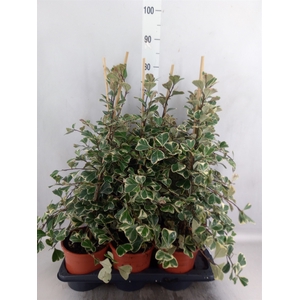 Ficus triangularis 'Sweetheart'