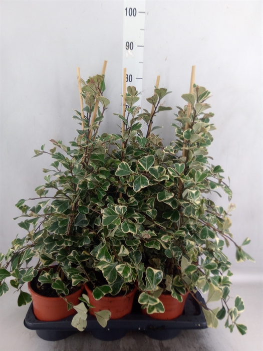 Ficus triangularis 'Sweetheart'