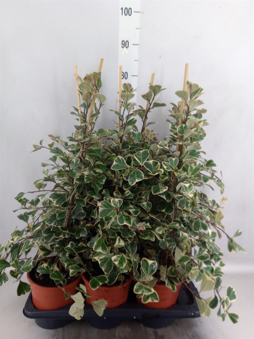 <h4>Ficus triangularis 'Sweetheart'</h4>