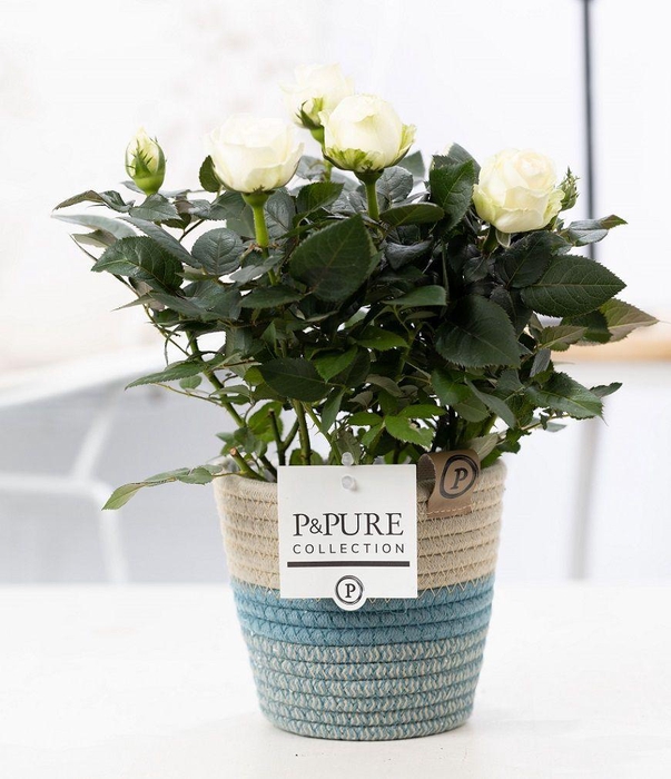 <h4>Rosa white in P&PURE Fashionpot Valerie</h4>