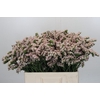 Limonium Apricot Sun Birds