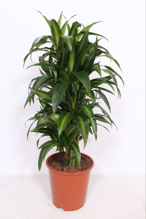 <h4>Dracaena Hawaiian Sunshine</h4>