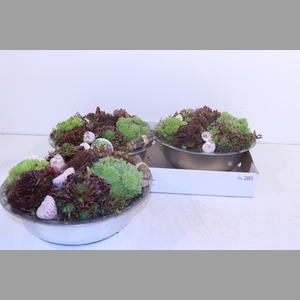 ARR SEMPERVIVUM