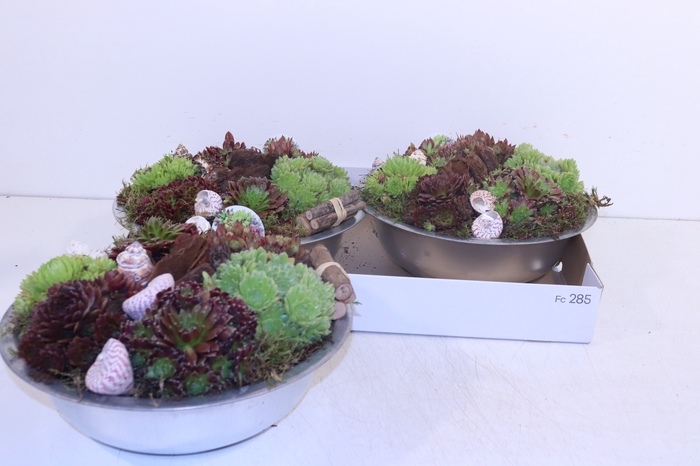 <h4>ARR SEMPERVIVUM</h4>