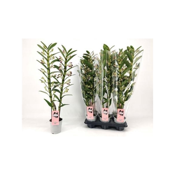 <h4>Dendr N Star Clas 2 Branches</h4>