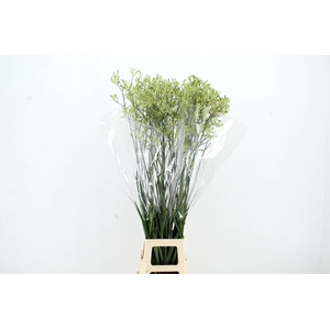ANIGOZ NIRVANA 120CM