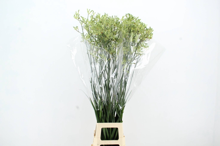 <h4>ANIGOZ NIRVANA 120CM</h4>