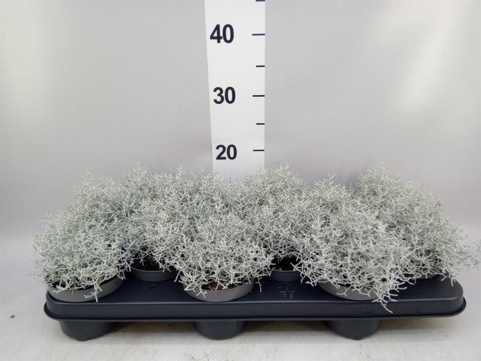 <h4>Leucophyta brownii</h4>