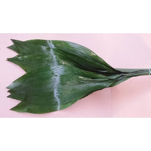 Aspidistra Vacuum Orca