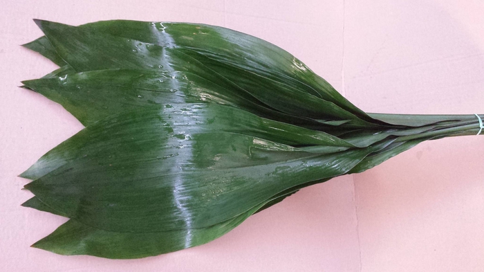 <h4>Aspidistra Vacuum Orca</h4>