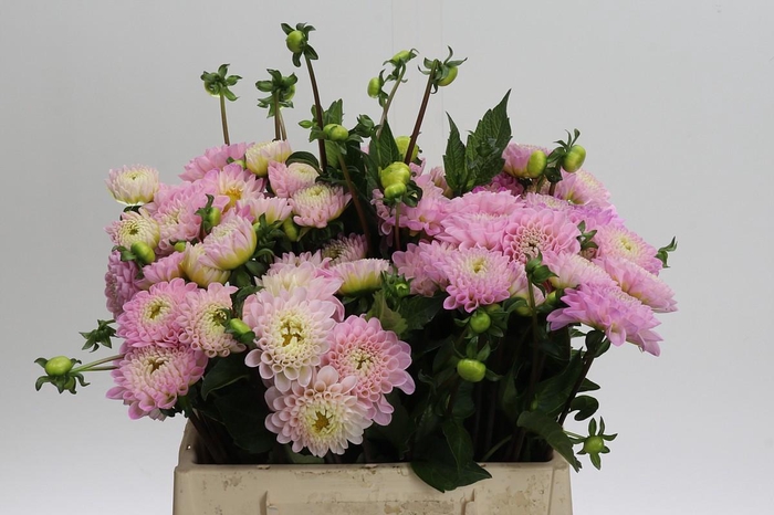Dahlia Wizard of Oz