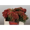 Kaaps Groen Red Brunia XL