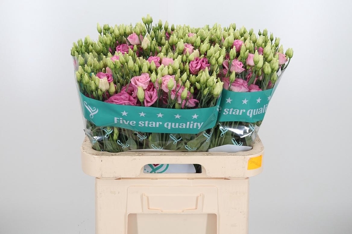 <h4>Eus G Cotton Candy</h4>