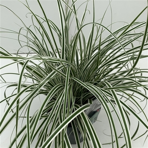 Carex 'Everest' P17 (2ltr)