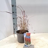 Imperata cylindrica Red