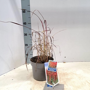 Imperata cylindrica Red