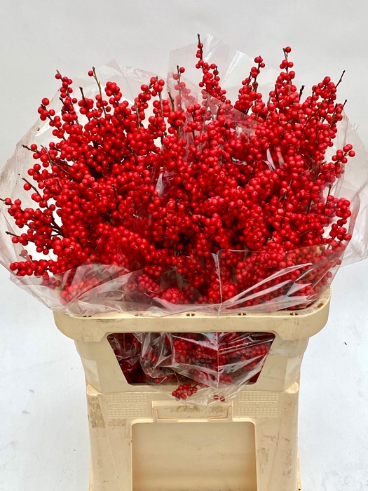 <h4>ILEX VE RODE BES</h4>