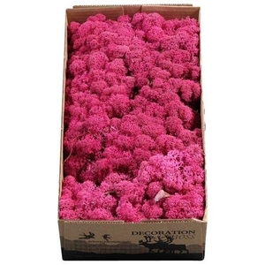 Ijslandmos (reindeer) Erika