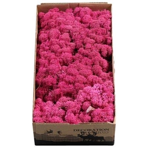 Ijslandmos (reindeer) Erika