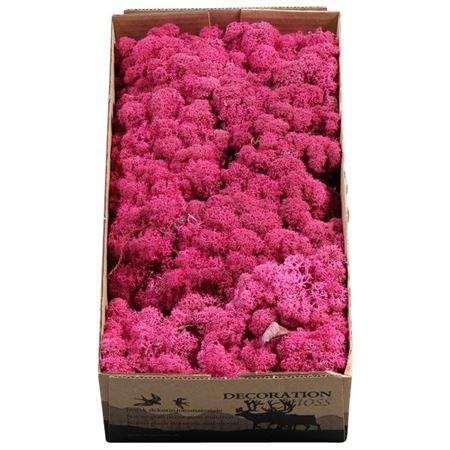 <h4>Ijslandmos (reindeer) Erika</h4>