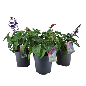 Salvia salgoon mix p17 (NL)